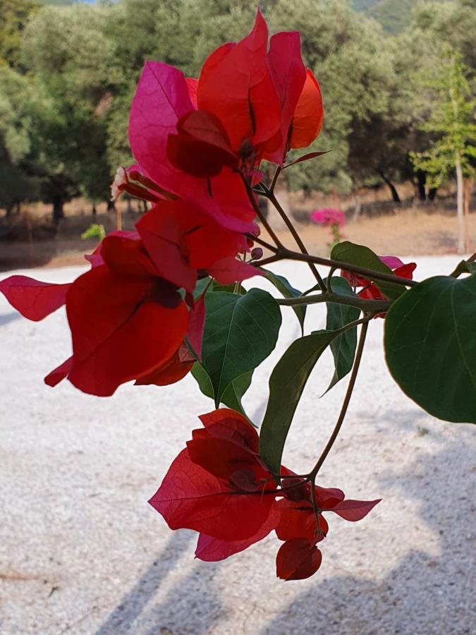 Olive Tree Apart Hotel Muğla Bagian luar foto